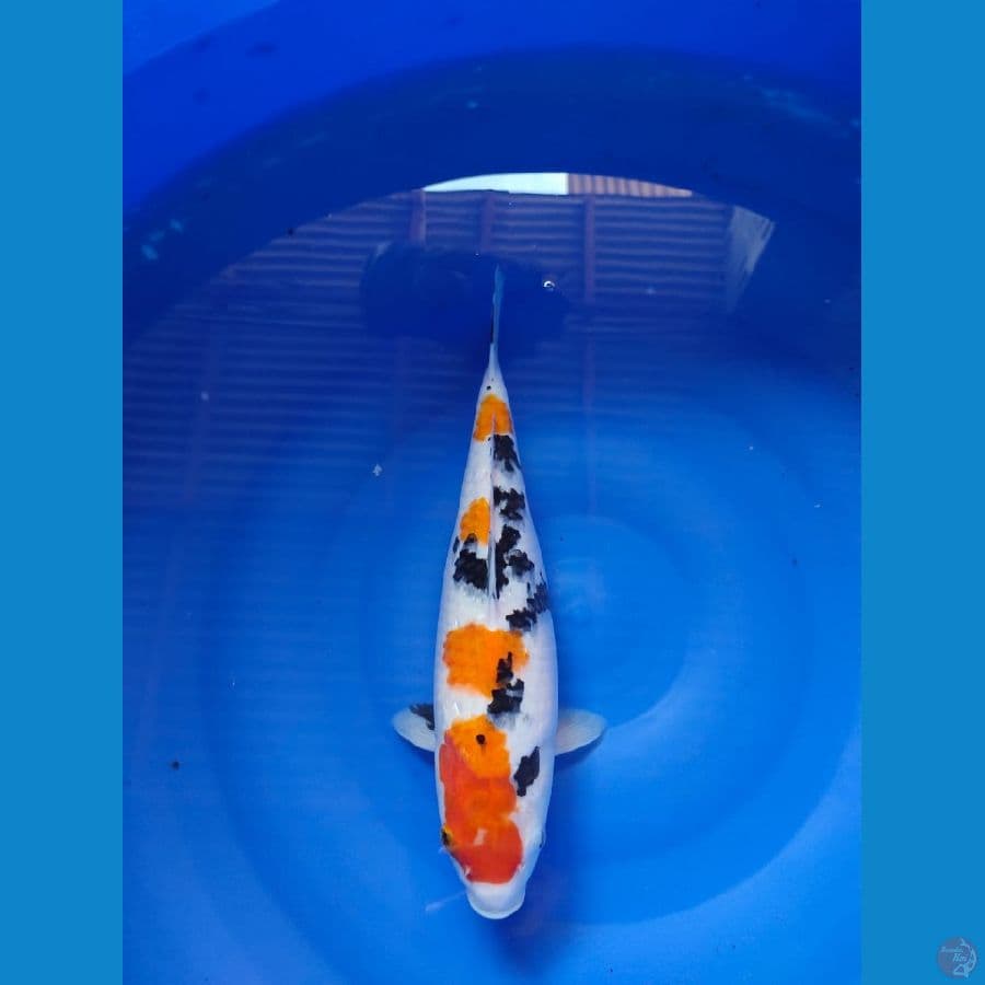 sanke 36cm