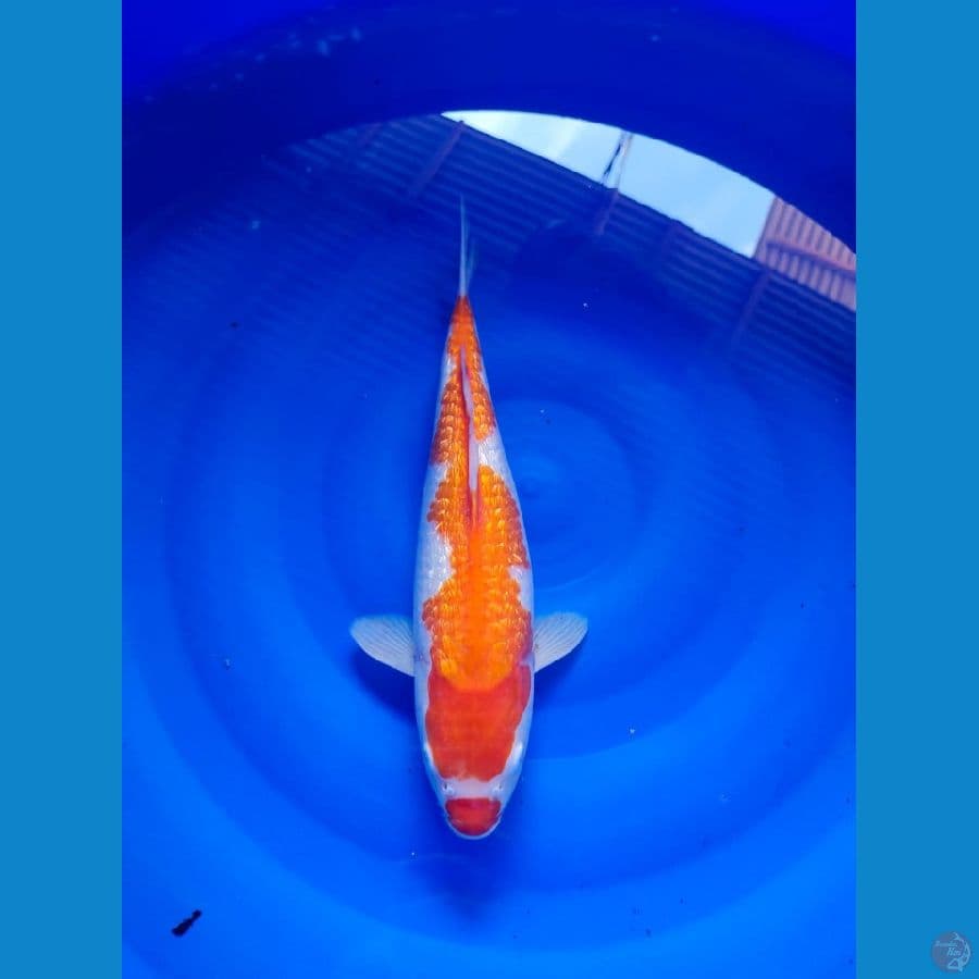 kohaku 37cm