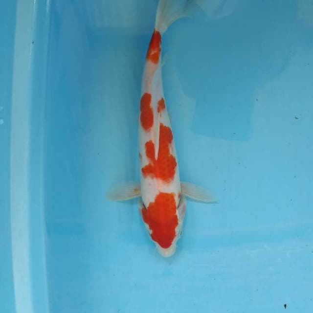 Unique kohaku