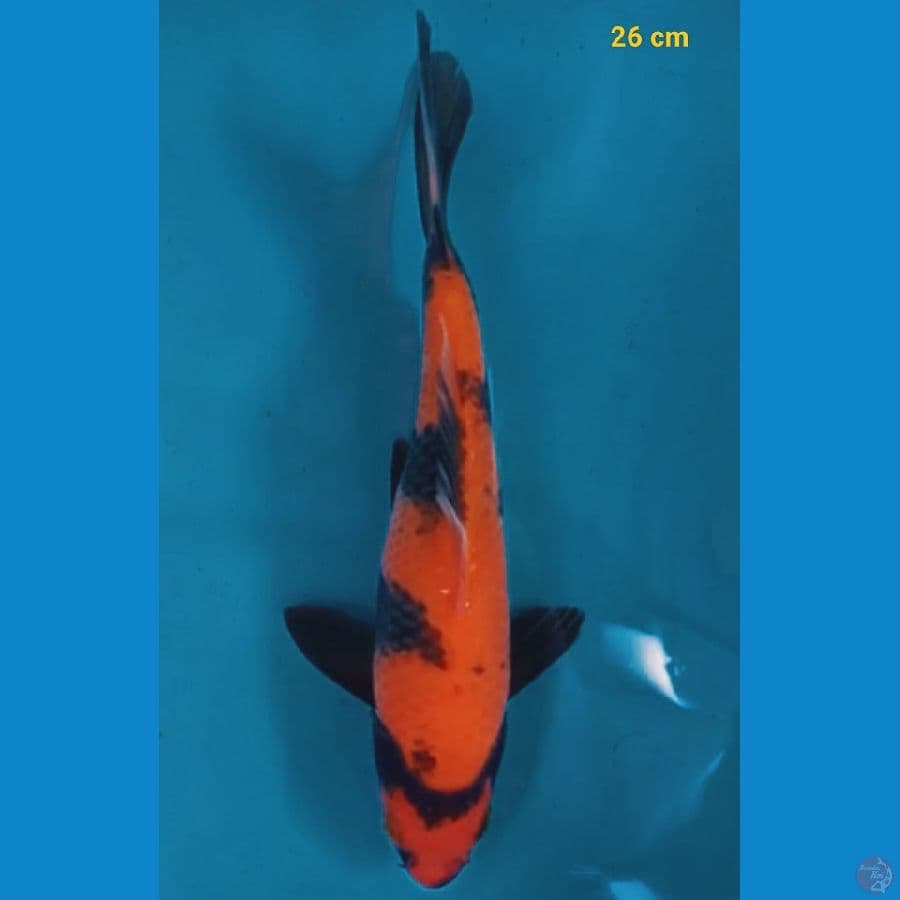 Male 26 cm