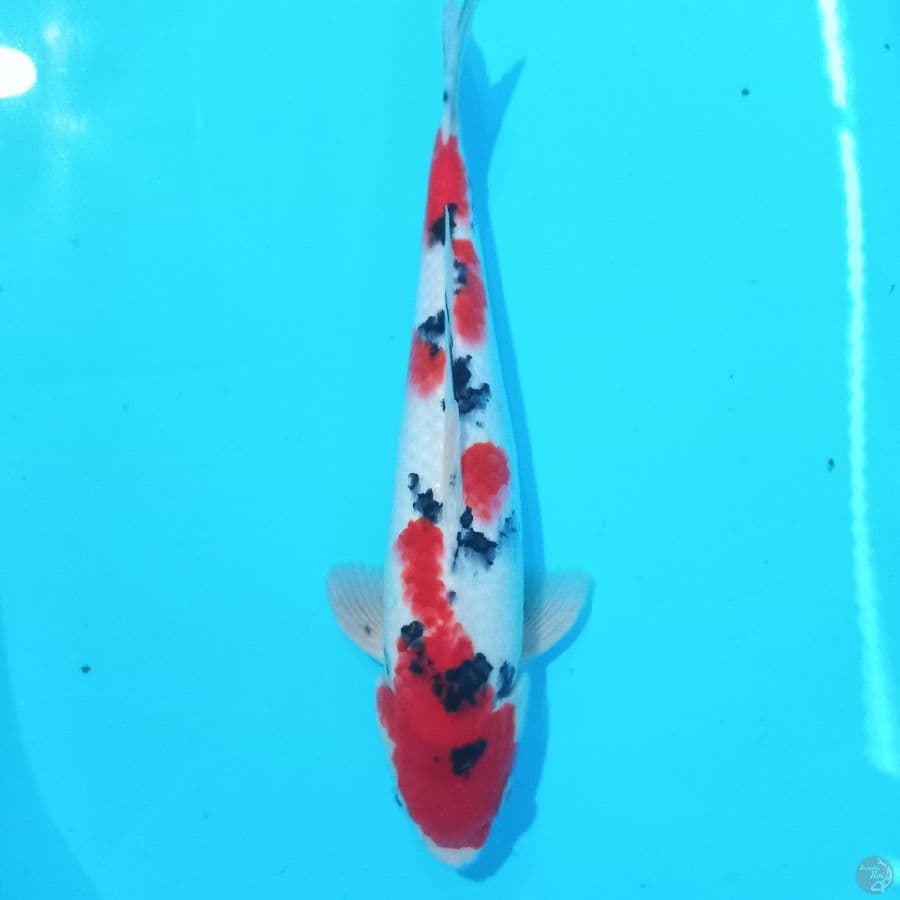 *SANKE ORI//ML/31 CM*