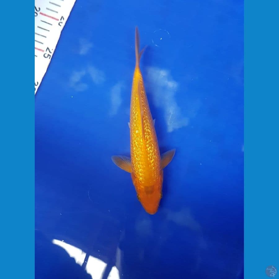 karasi fuull ginrin male 22cm SQ