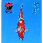 Goshiki 35cm