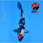 Original Tancho Showa Ginrin 33cm