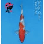 Nindan Kohaku Ginrin 31cm