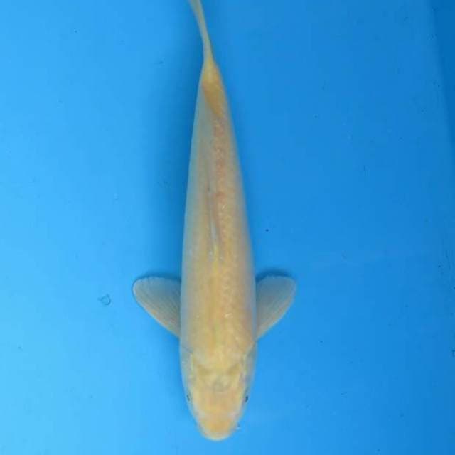 Karasi male 31cm