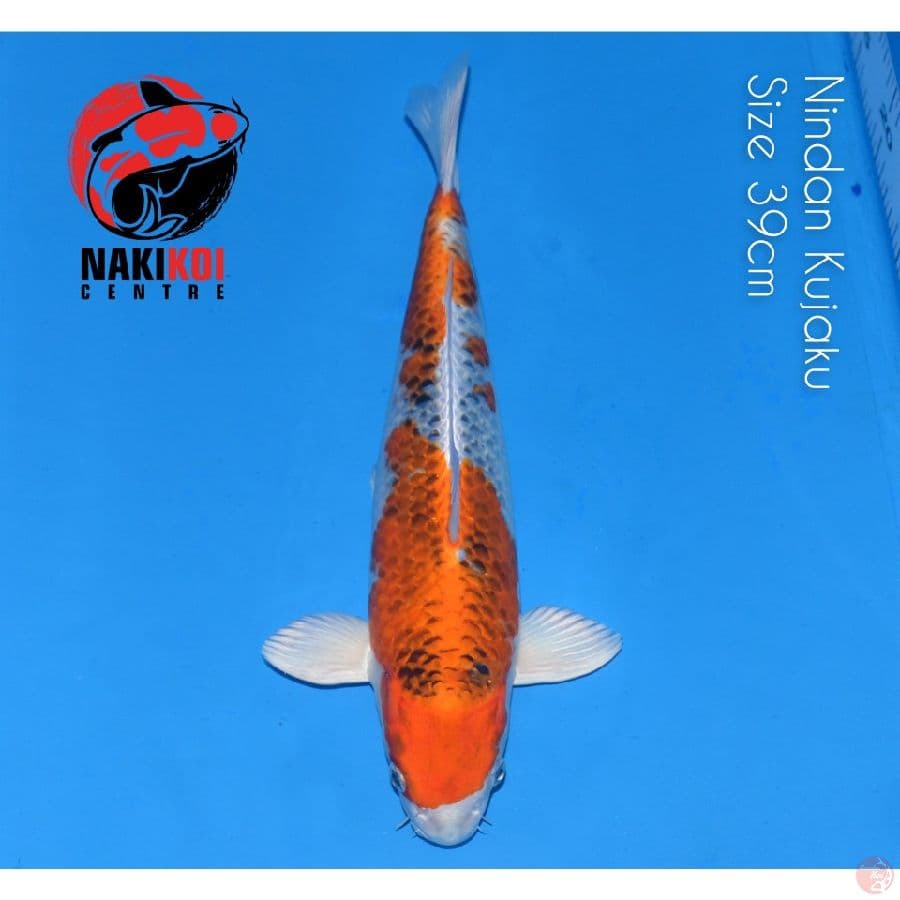 Nindan Kujaku 39cm