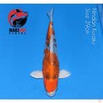Nindan Kujaku 39cm