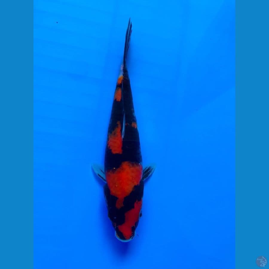showa 20cm