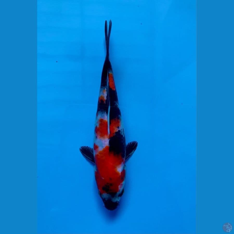 showa 19cm