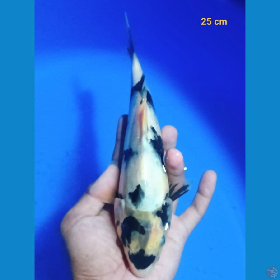 Bahan keep 25 cm
