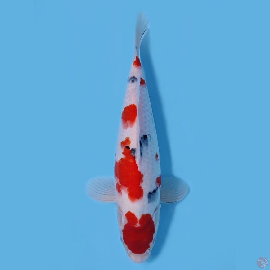 SANKE SUBOSUMI 34CM - FEEMALE 