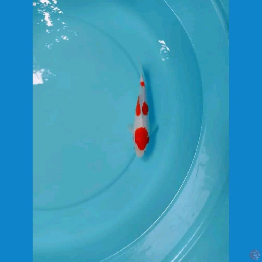 kohaku 20cm