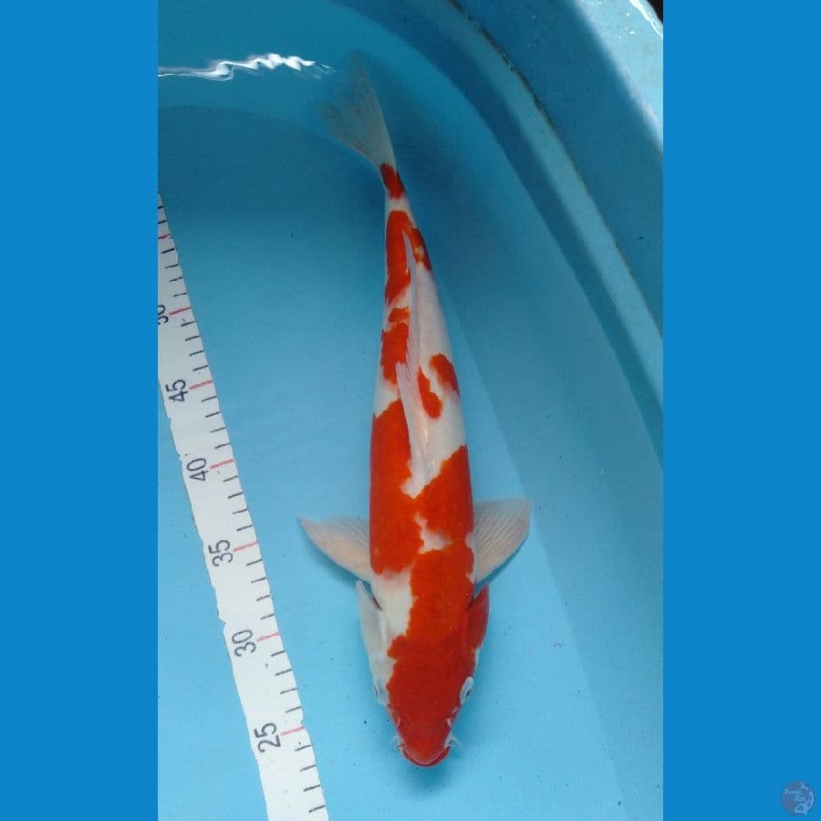 Kohaku original merah strong