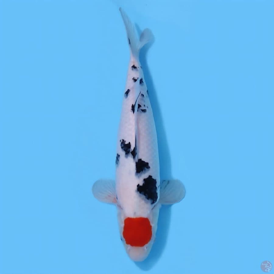 TANCHO SANKE ORIGINAL 39CM - FEEMALE