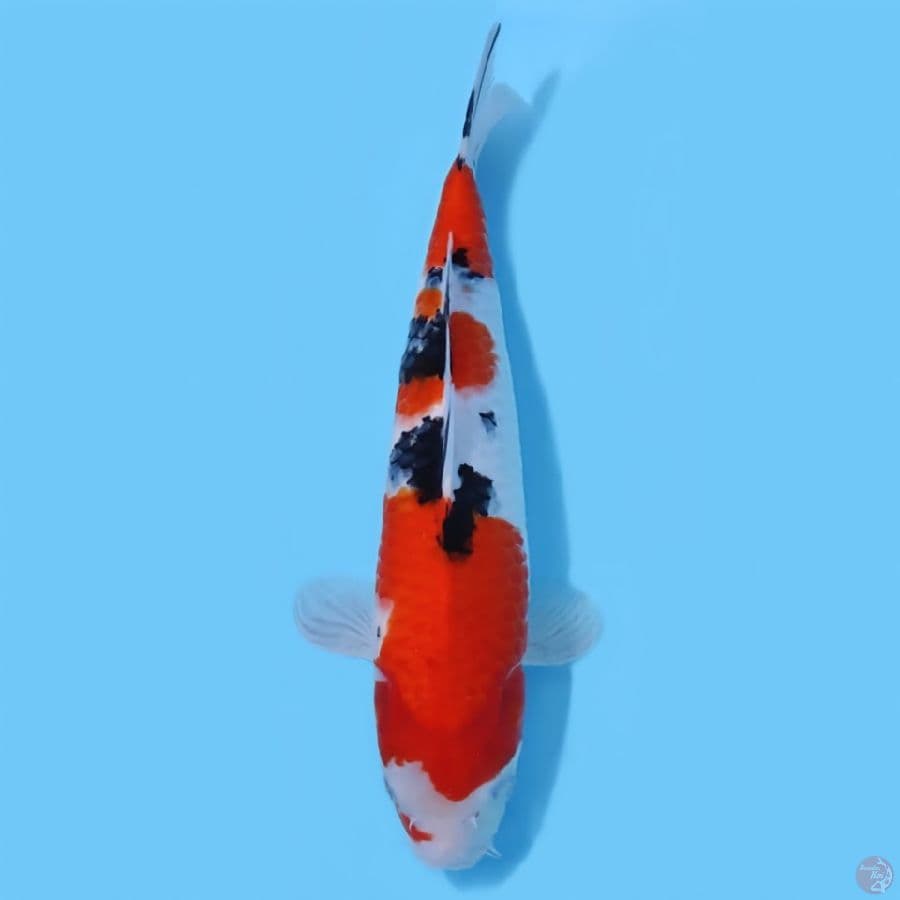 SANKE BAKAT JUMBO 35CM - FEEMALE