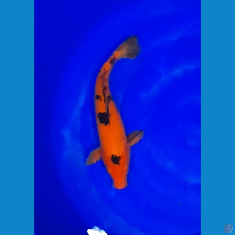 sanke size 35cm