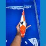 sanke size 35cm body bulky