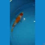 maruten kuhaku