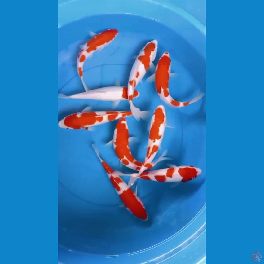 Kohaku 24-25cm, 9ekor