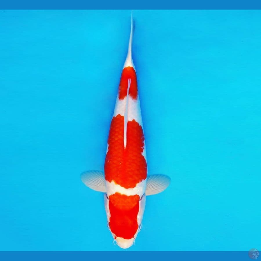 IWOJIMA 4 - KOHAKU 31cm/fm ®