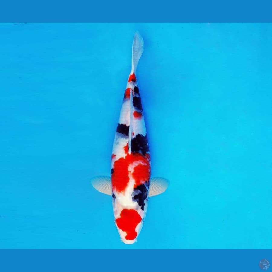 IWOJIMA 7 - KINDAI SHOWA 32 cm/fm ®
