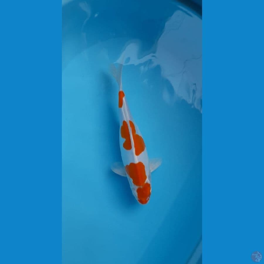 kikushui pure doitsu 30 cm