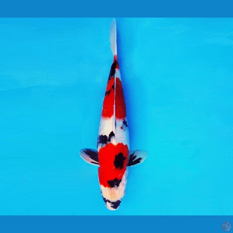 IWOJIMA 13 - SHOWA EVOLUTION 32 cm/male ®