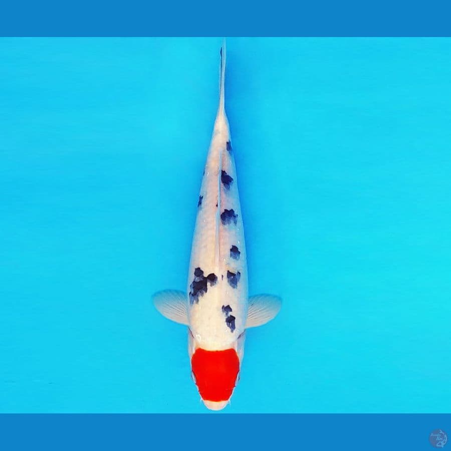 IWOJIMA 14 - TANCHO SANKE 28 cm/male ®