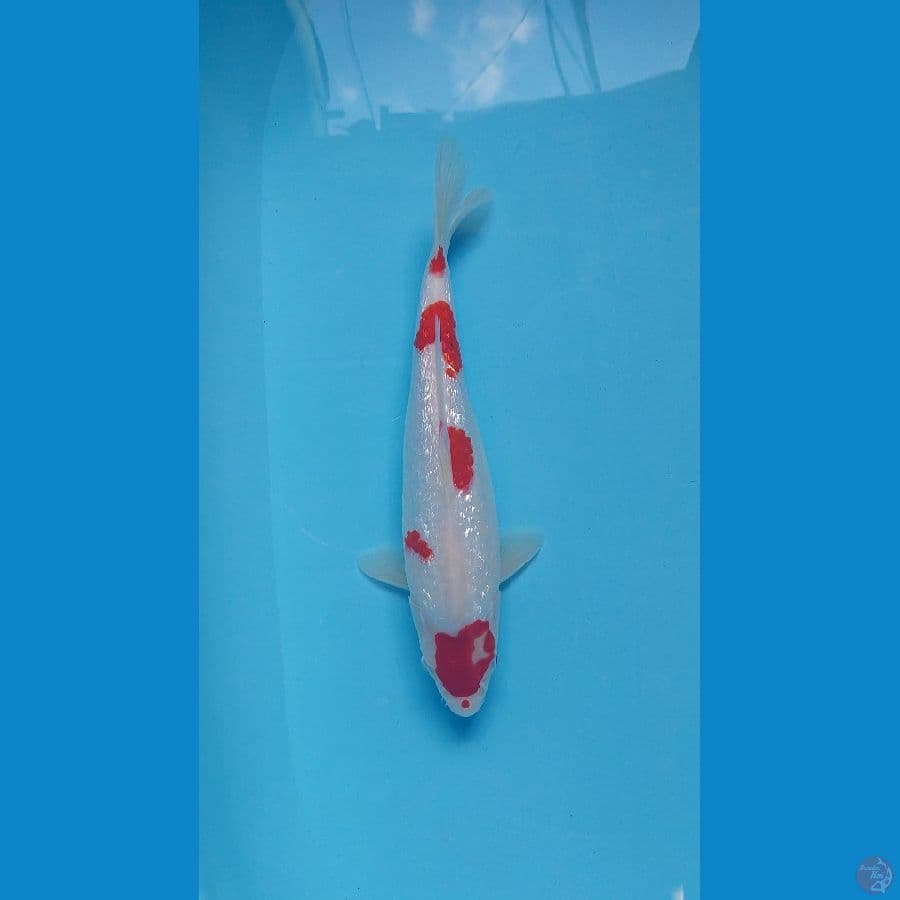 kohaku ginrin 31 cm