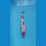 kohaku ginrin 31 cm