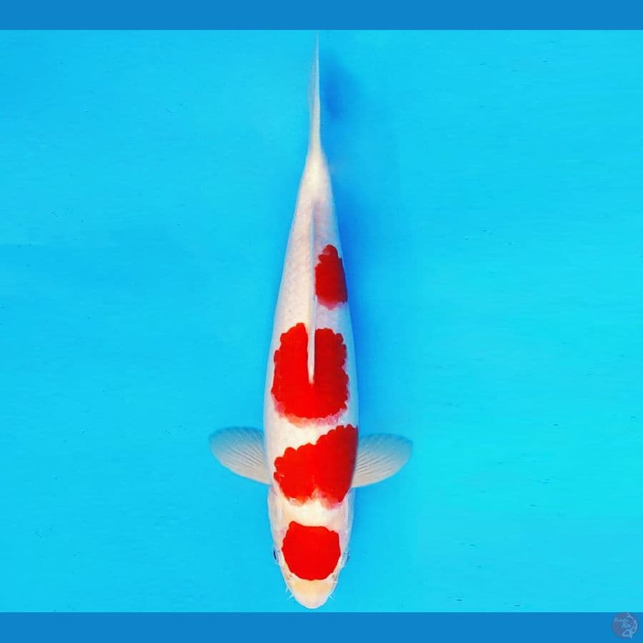 IWOJIMA 15 - MARUTEN KOHAKU 29 cm/male ®
