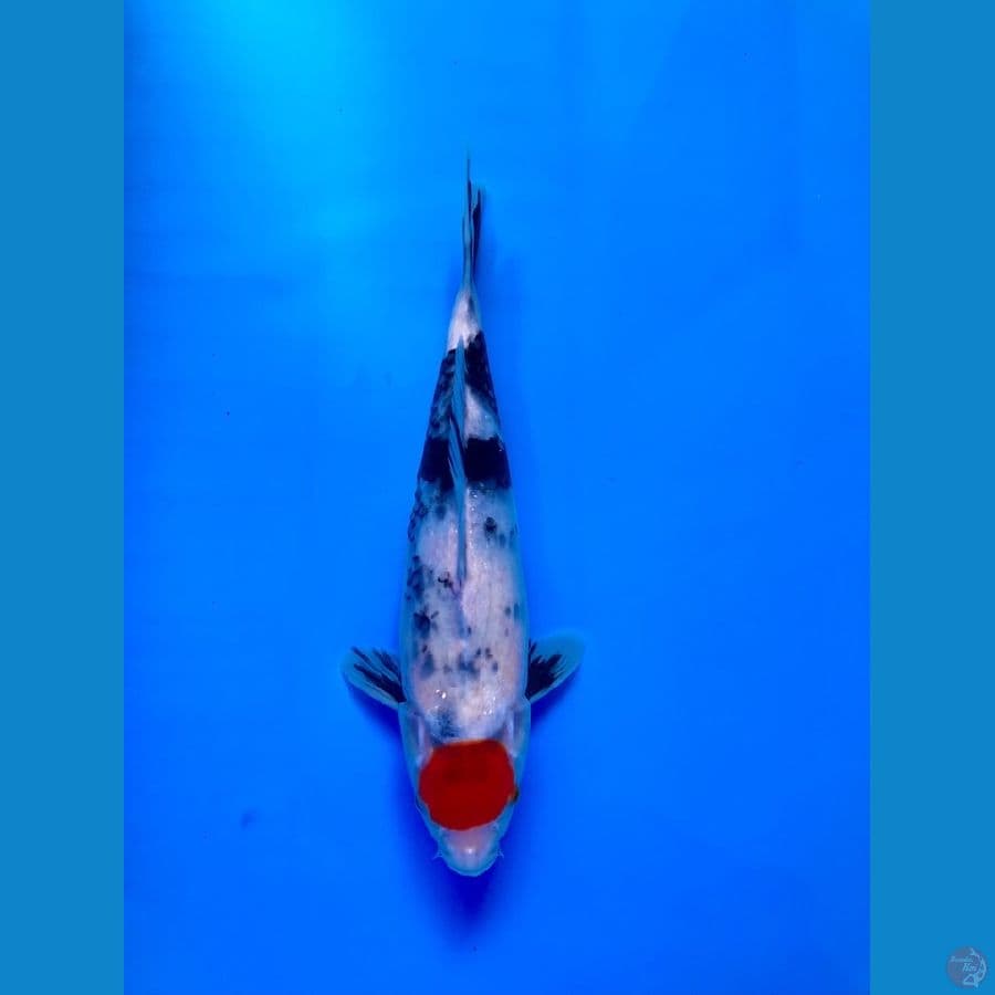 TC showa tategoi 30cm