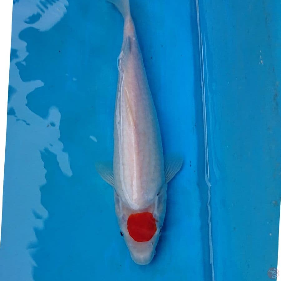 TNCHO KOHAKU 28 CM