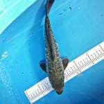 32cm aragoke