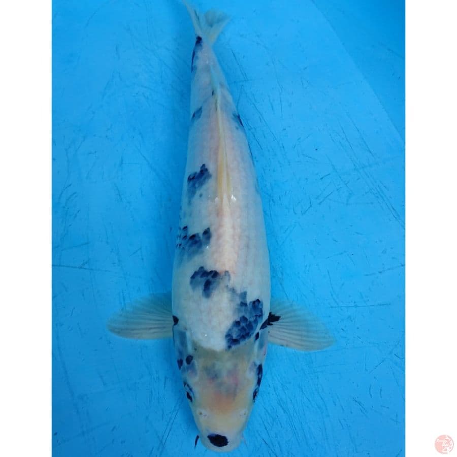 TATEGOI SHIRO 40 CM