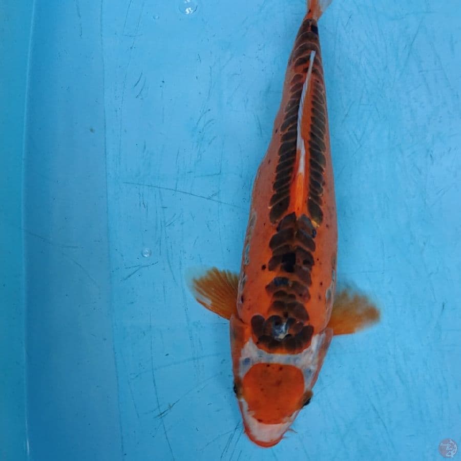 MARUTEN SHUDUI 38 CM