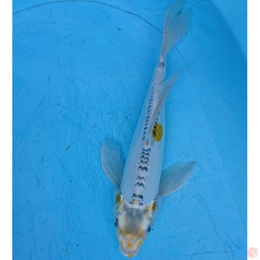KUMOAY UNIK 34 cm