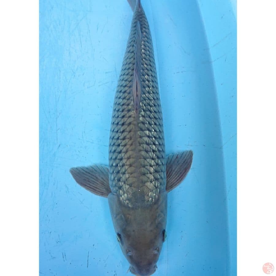 JUMBO GINRIN SORAGOI 47 CM