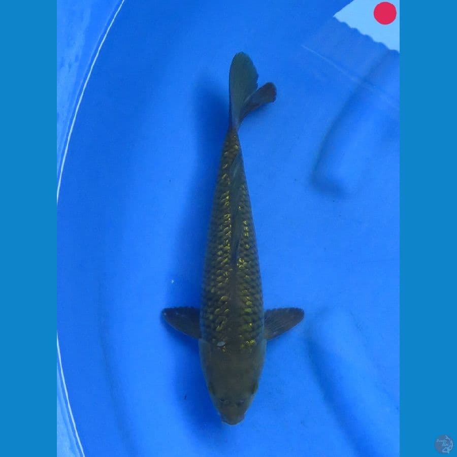 Midori Ginrin - 32cm