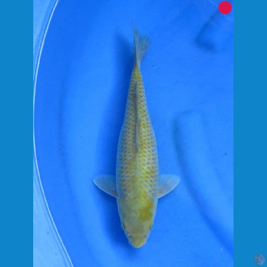 Midori - 33cm