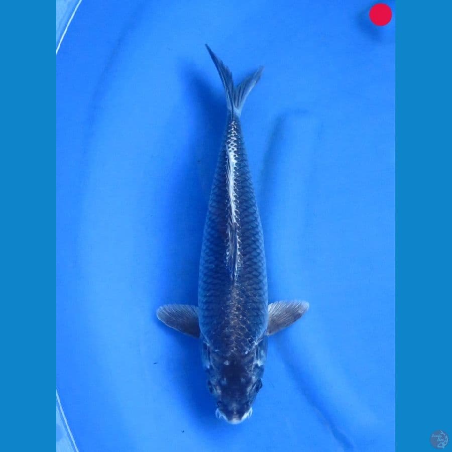 Kawarimono - 36cm