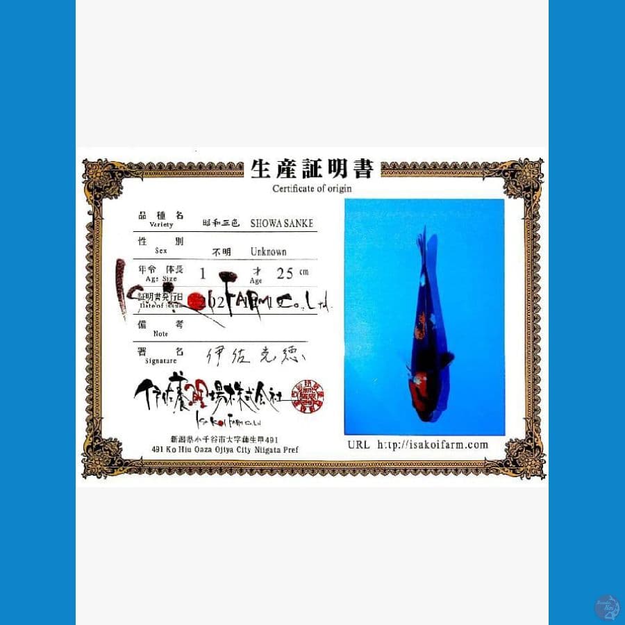 import showa isa 30cm