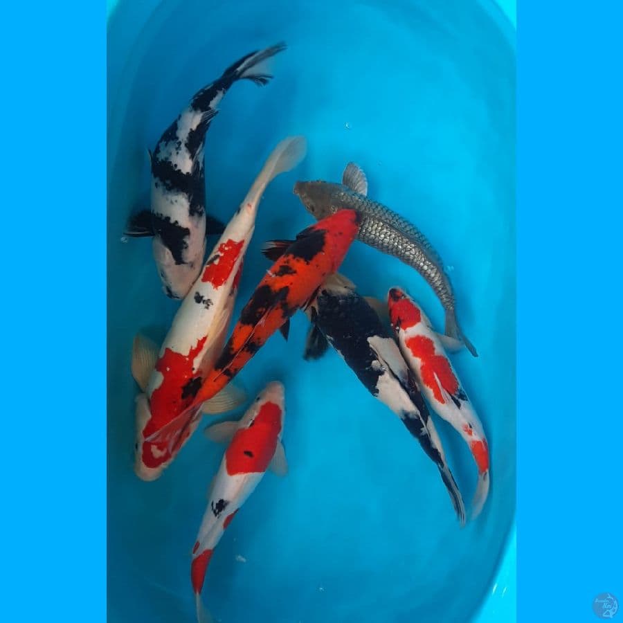 Jumbo Mix 31-44cm