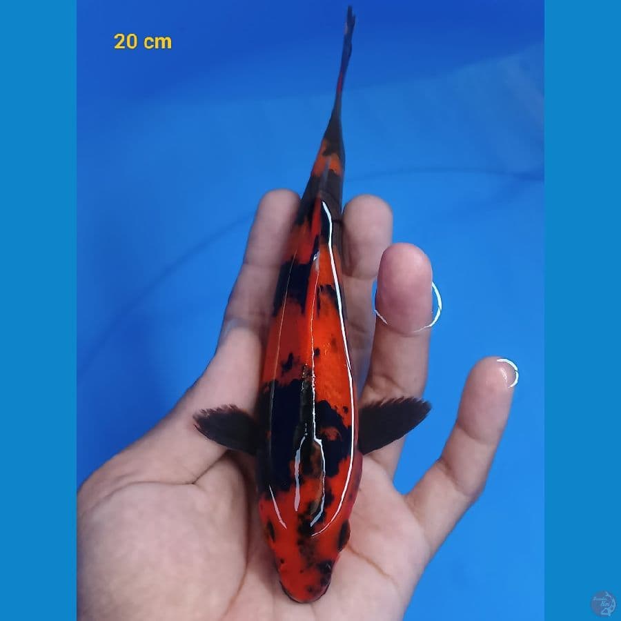Halus 20 cm 