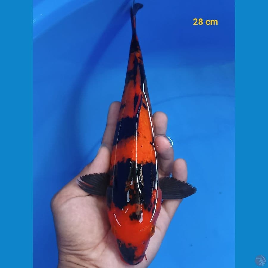 Halus 28 cm