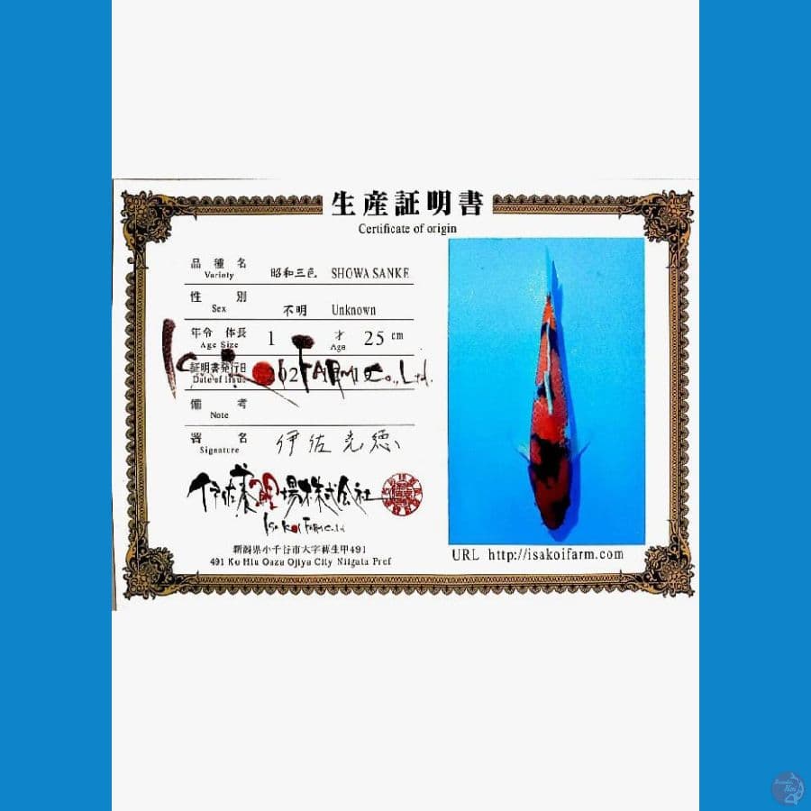 import showa isa 30cm