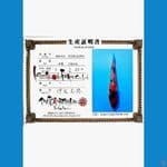 import showa isa 30cm