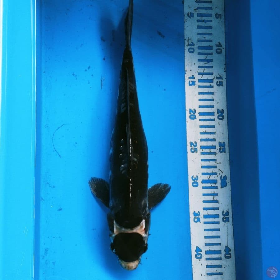 MARUTEN 38CM