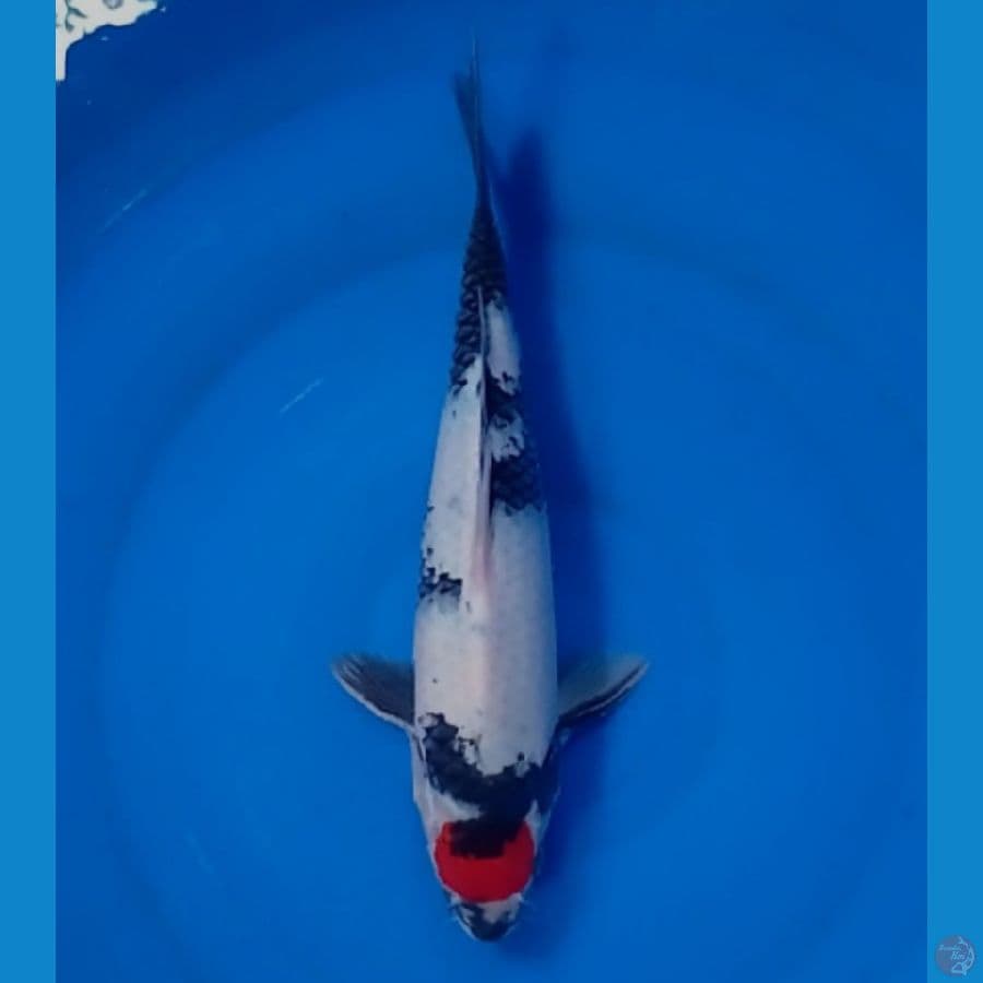 TC. showa 30 cm 